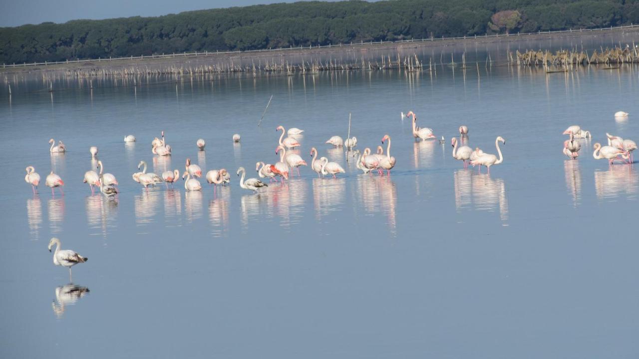 L'Isola Aer B&B Lesina Eksteriør bilde